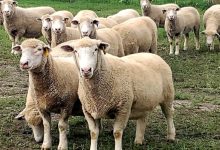 Eutanazirano 66 ovaca i jagnjadi i šest koza