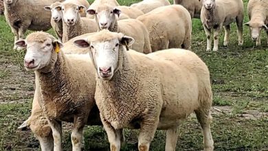 Eutanazirano 66 ovaca i jagnjadi i šest koza