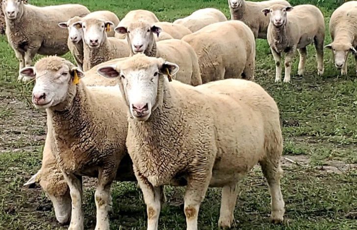 Eutanazirano 66 ovaca i jagnjadi i šest koza