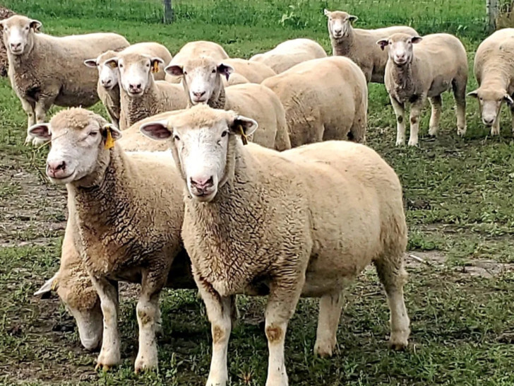 Eutanazirano 66 ovaca i jagnjadi i šest koza