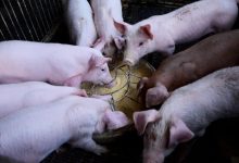 Od sljedeće godine ni na krmokolj bez doprinosa