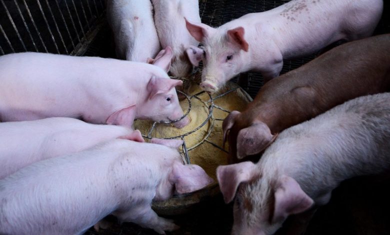 Od sljedeće godine ni na krmokolj bez doprinosa