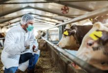 Šipovo pod nadzorom zbog antraksa