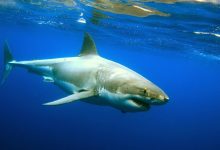 Dječaka nasmrt izgrizla ajkula