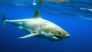 Dječaka nasmrt izgrizla ajkula