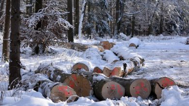 Radnici „Šuma“ ponovo na čekanju