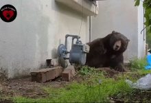 Medvjed 37 dana živio ispod kuće, evo kako su ga konačno istjerali