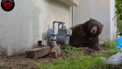 Medvjed 37 dana živio ispod kuće, evo kako su ga konačno istjerali