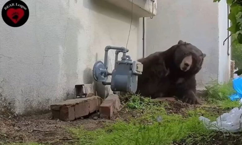Medvjed 37 dana živio ispod kuće, evo kako su ga konačno istjerali