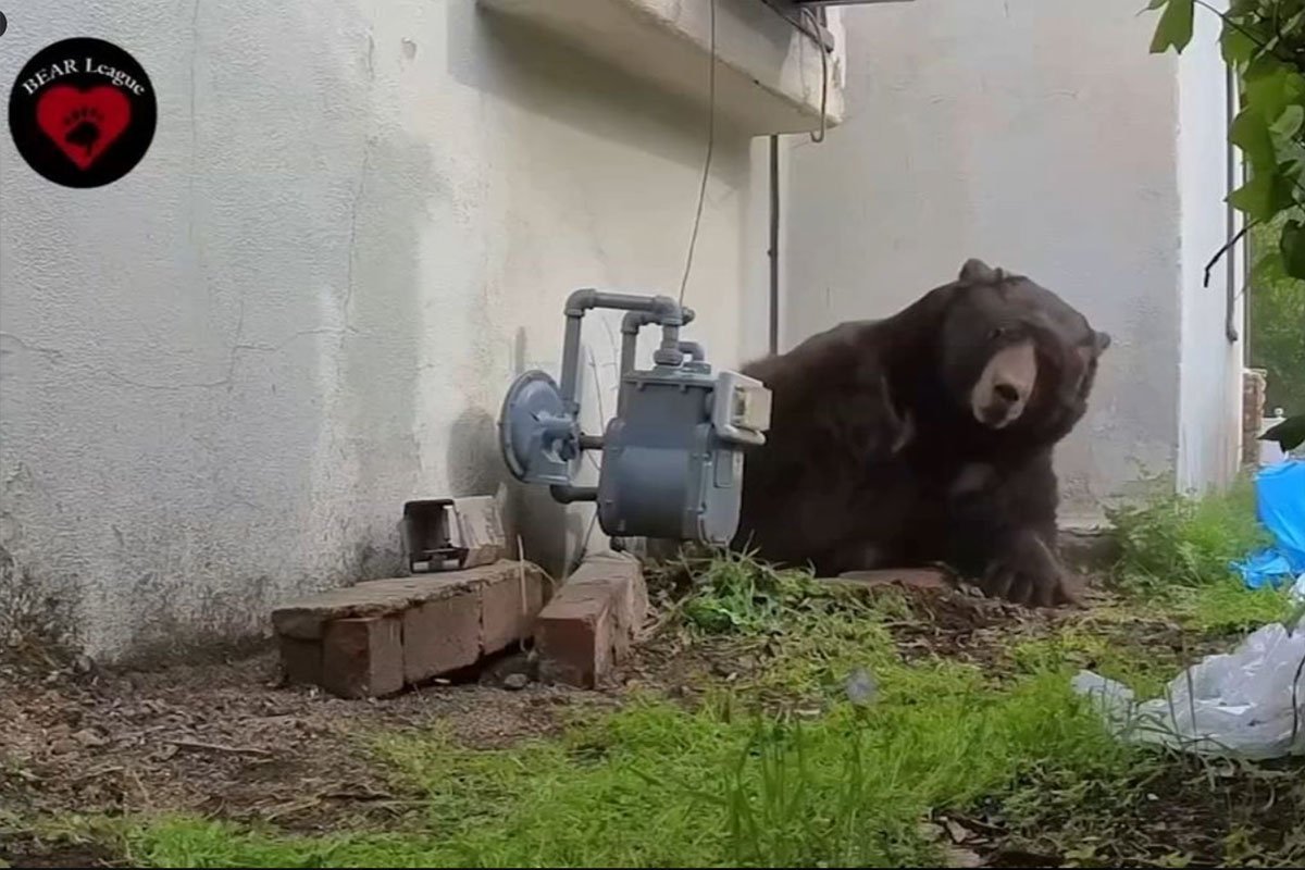 Medvjed 37 dana živio ispod kuće, evo kako su ga konačno istjerali