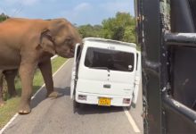 Slon težak tri tone napao vozilo s turistima