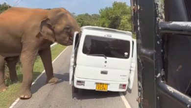 Slon težak tri tone napao vozilo s turistima
