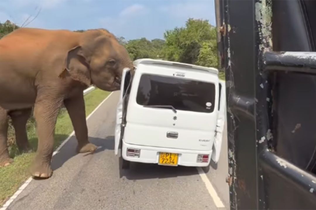 Slon težak tri tone napao vozilo s turistima