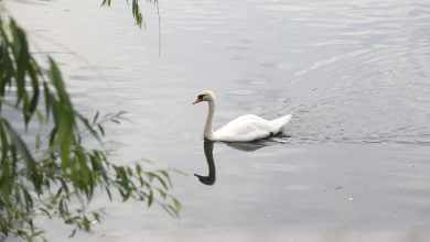 Uginuli labudovi na jezerima kod Koprivnice, uzorci poslati na analizu