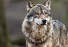 Snimljeno devet vukova na Ozrenu, u hajku kreće 600 lovaca