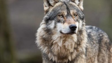 Snimljeno devet vukova na Ozrenu, u hajku kreće 600 lovaca
