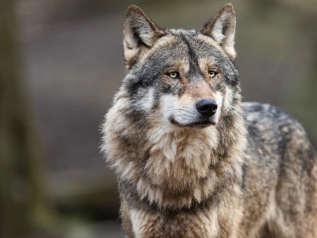 Snimljeno devet vukova na Ozrenu, u hajku kreće 600 lovaca