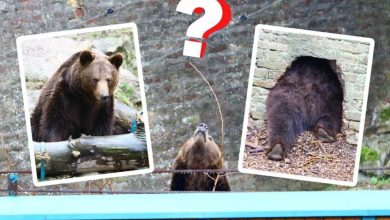 Medvjedica Dunja izašla da prošeta: Da li je to kraj zime?