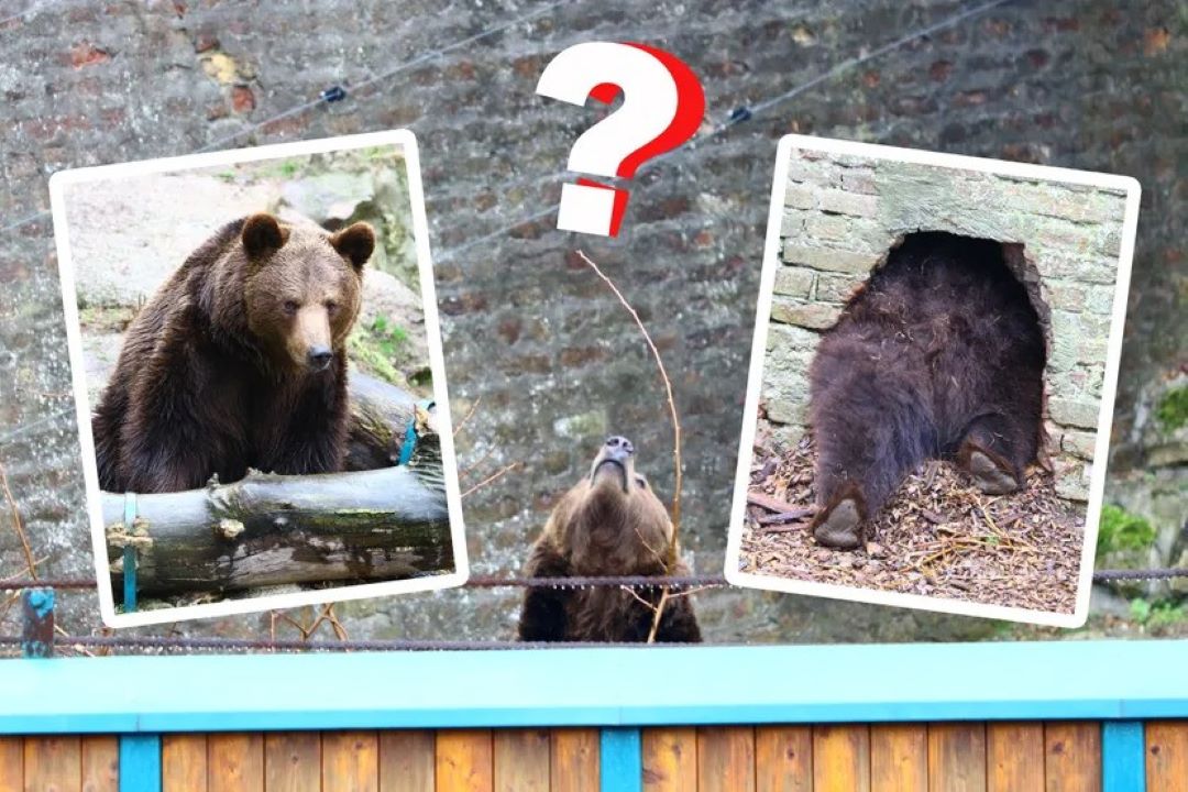 Medvjedica Dunja izašla da prošeta: Da li je to kraj zime?