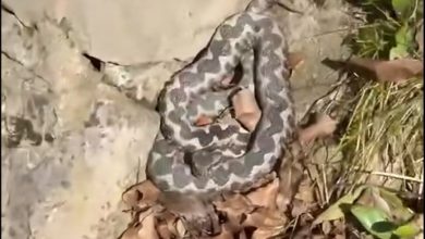 Poskok snimljen u Banjaluci, profesor pojasnio šta treba raditi