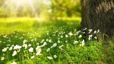 Danas sunčano i toplije