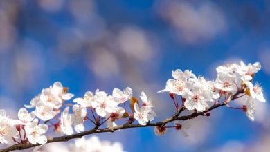 Uživajte u sunčanom danu, večeras stiže promjena vremena