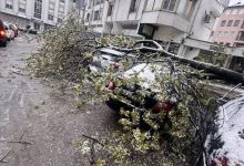 Drvo palo na automobile u Banjaluci
