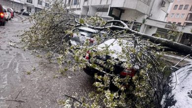 Drvo palo na automobile u Banjaluci