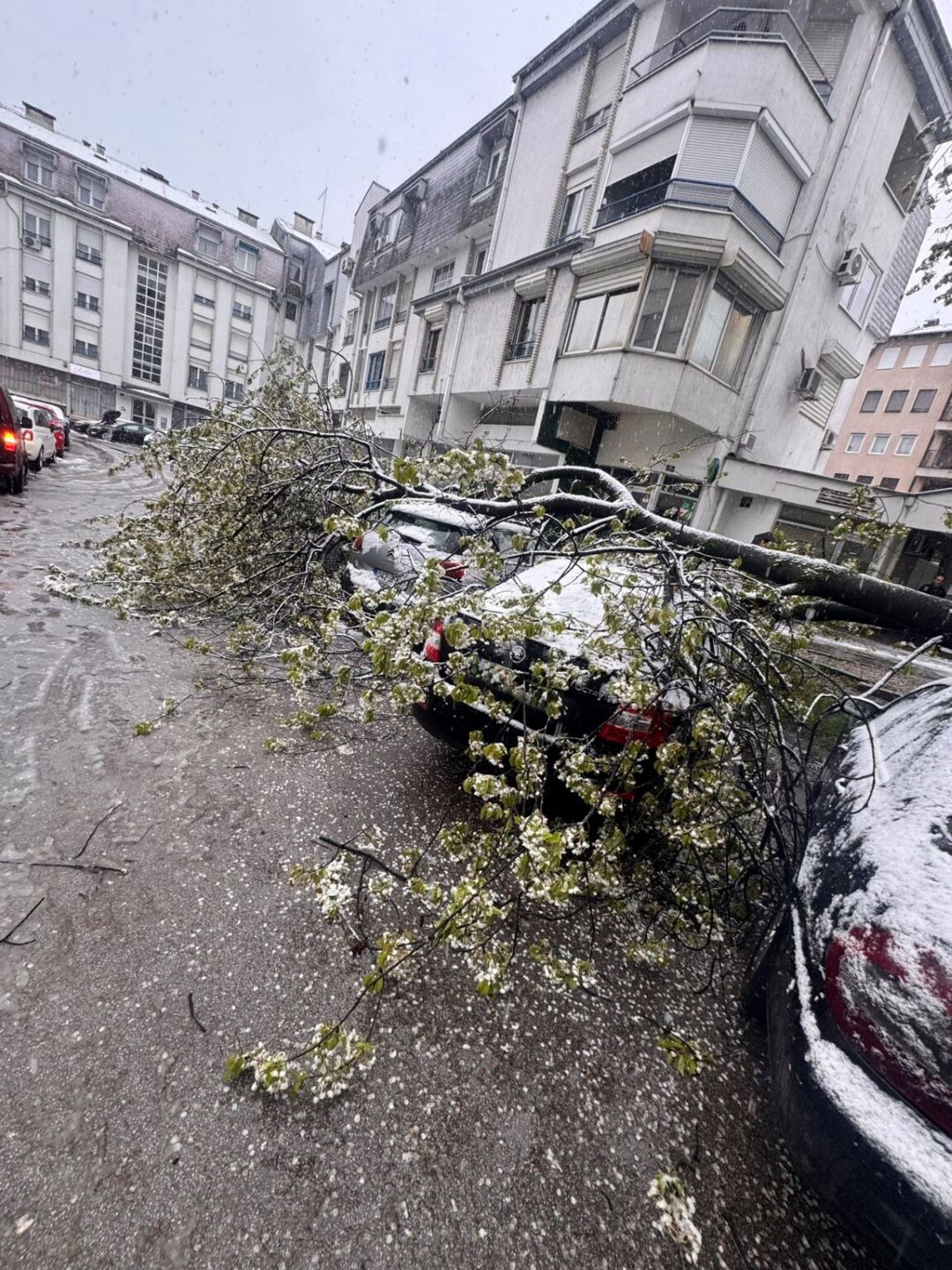 Drvo palo na automobile u Banjaluci