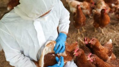 Narednih dana kontrola svih farmi u Srpskoj zbog ptičijeg gripa