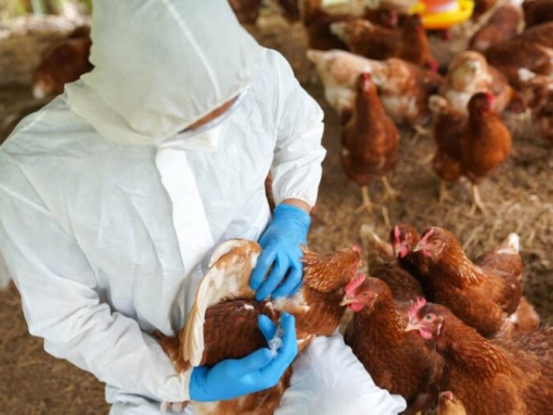 Narednih dana kontrola svih farmi u Srpskoj zbog ptičijeg gripa