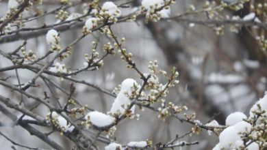 Novi ugriz zime stiže u BiH: Nagli pad temperature i snijeg