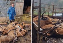 Zbog bruceloze uništeno kompletno stado koza u BiH, vlasnik u bolnici