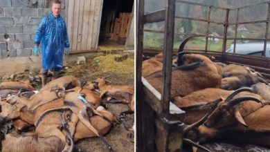 Zbog bruceloze uništeno kompletno stado koza u BiH, vlasnik u bolnici