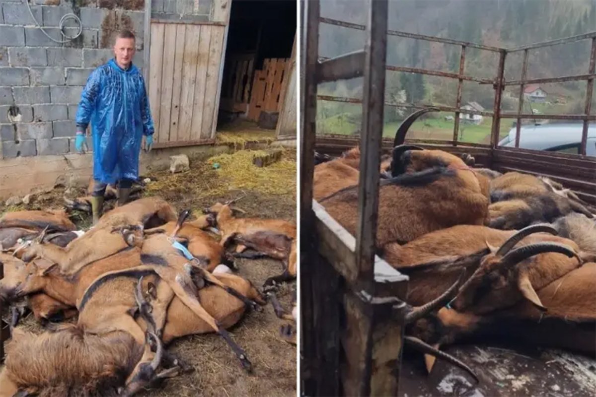 Zbog bruceloze uništeno kompletno stado koza u BiH, vlasnik u bolnici