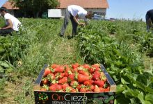 Visoki troškovi proizvodnje i dnevnice: Slatka jagoda, gorka računica