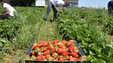 Visoki troškovi proizvodnje i dnevnice: Slatka jagoda, gorka računica
