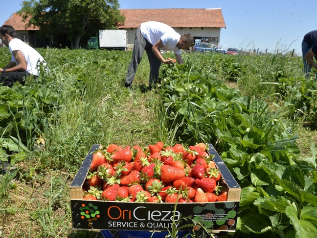 Visoki troškovi proizvodnje i dnevnice: Slatka jagoda, gorka računica