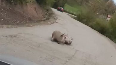 “Stanje redovno”: Na putu Foča – Šćepan Polje se oprasila krmača