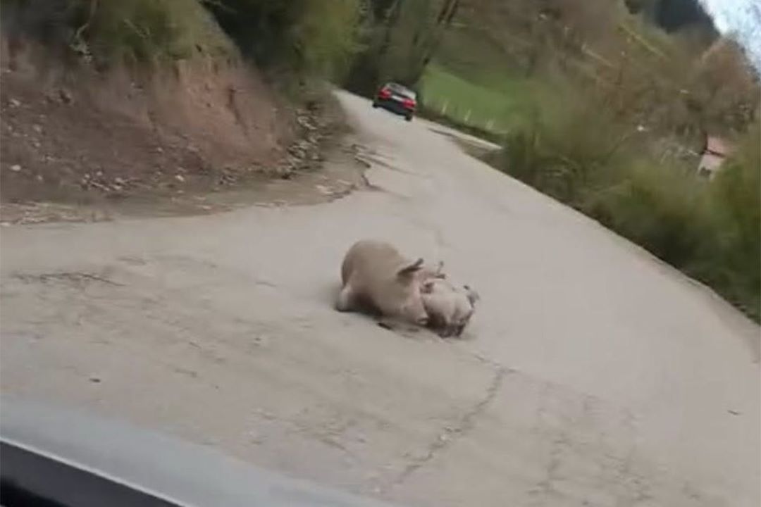 “Stanje redovno”: Na putu Foča – Šćepan Polje se oprasila krmača