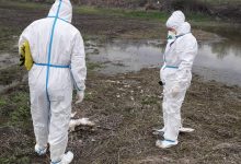 Uginuli labudovi kod Srpca, reagovao veterinarski institut