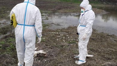 Uginuli labudovi kod Srpca, reagovao veterinarski institut