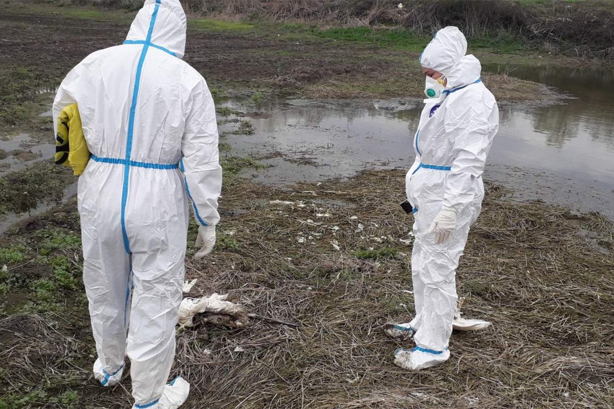 Uginuli labudovi kod Srpca, reagovao veterinarski institut