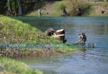 Vipotnik: Sječa stabala u Banjaluci rezultat samovolje i neznanja