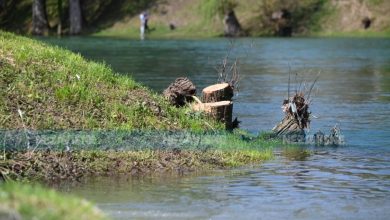 Vipotnik: Sječa stabala u Banjaluci rezultat samovolje i neznanja