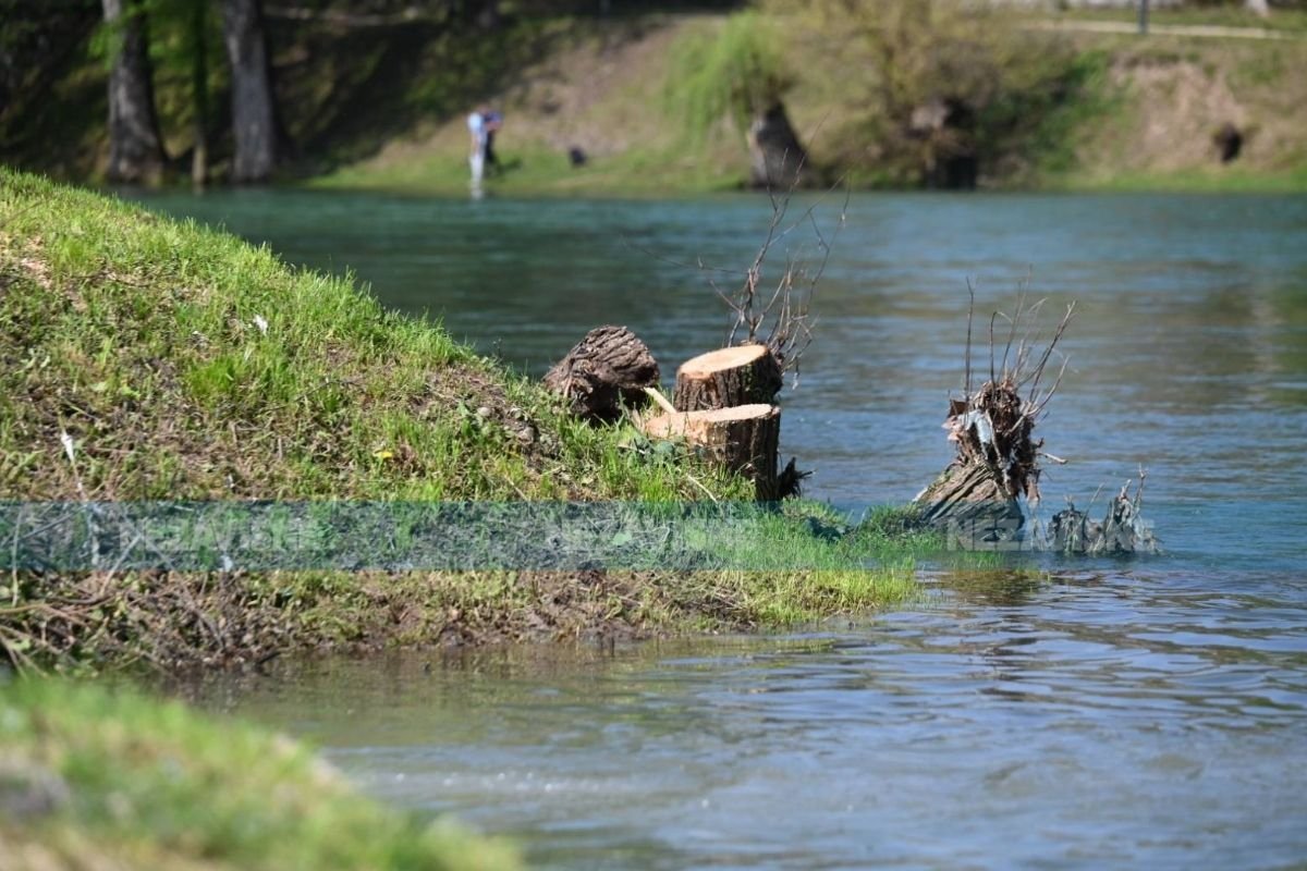 Vipotnik: Sječa stabala u Banjaluci rezultat samovolje i neznanja