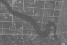 Zmije otrovnice uočene u blizini škole