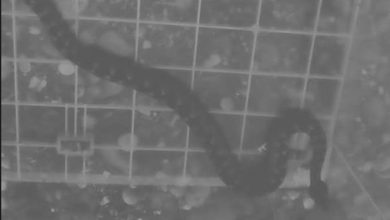 Zmije otrovnice uočene u blizini škole