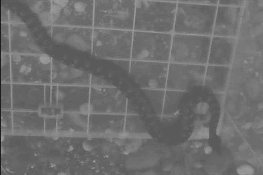 Zmije otrovnice uočene u blizini škole