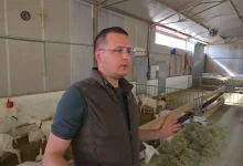 Četiri brata ostala na svom ognjištu i izgradila uspješnu farmu